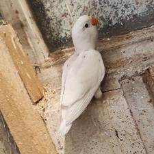 طوطی برزیلی طوطی کوتوله