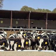 گوساله نر قطع شیر