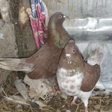 کبوتر ساعتی