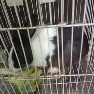 فروش یک عدد خرگوش نر