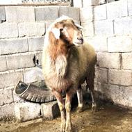 دو راس نر هم تخمی هم گوشتی