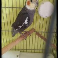 عروس سینامون نر 6 ماهه