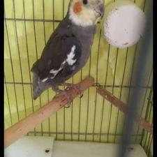 عروس سینامون نر 6 ماهه