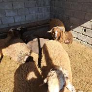 چند راس گوسفند نر داشتی و گوشتی