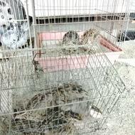 بلدرچین و طوطی