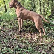 واگذاری پیتبول نر