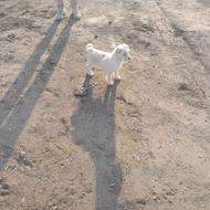 سگ پشمالو واگذاری