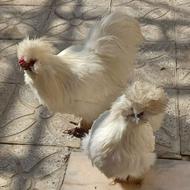 مرغو خروس ابریشمی وارداتی