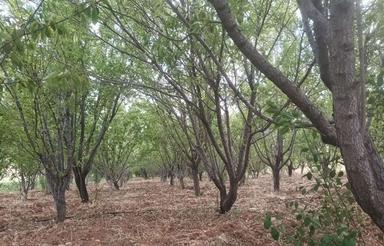 5 هکتار باغ بادام و هلو