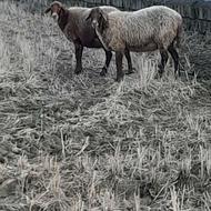 گوسفند کابی