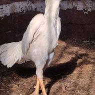 خروس ومرغ لاری