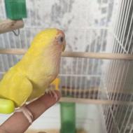 طوطی برزیلی فول رام دستی چشم شرابی