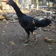 مرغ لاری طوطی عروس