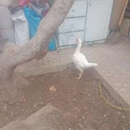 مرغ لاری اصل چشم سفید و سفید رنگ