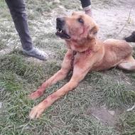 خراسانی 2سال واگذاری