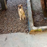 واگذاری سگ پاکوتا دلقکی