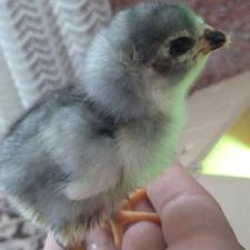 مرغ کرچ لازمه