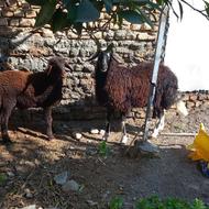 بره ماده توقلی آس خوش رنگ