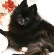 واگذاری پامر دختر خوشگل