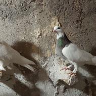 دو عدد طوقی جوانه