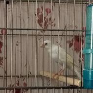 جوجه قناری نر دوماهه