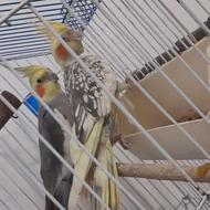 یک جفت طوطی هلندی با تخفیف