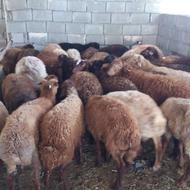 گوسفند فروشی زنده نر برای نذریات ومصارف