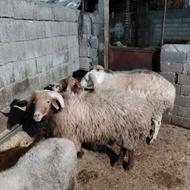 گوسفند نر گوشتی