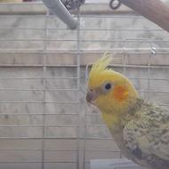 فروش عروس هلندی خانگی باقفس ودانه