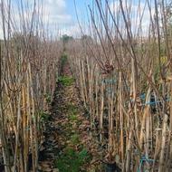 فروش نهال خرمالو پاکتی