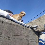 واگذاری سگ‌پاگوتاه