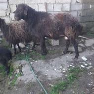 گوسفند نر تخمی