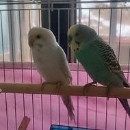 مرغ عشق نر وماده ضمانتی