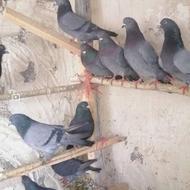 کبوتر درجه یک و تضمینی بالای 8 ساعت