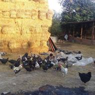 اردک اسرائیلی نر وماده