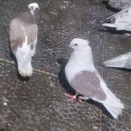 کفتر نر بلژیکی