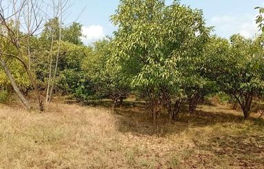 زمین واقع در روستای کرد محله متراژ هزار متر