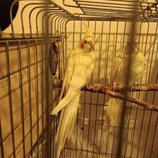 عروس هلندی مولد لوتینو