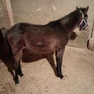 کره اسب مادیان 10ماهه