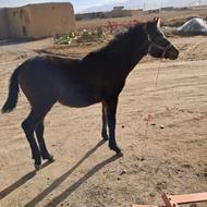 کره اسب مادیان 10ماهه