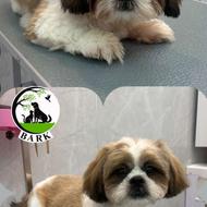 گرومینگ(آرایش حیوانات خانگی)