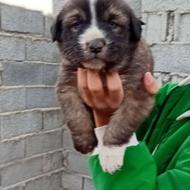 واگذاری فوری توله سگ افغان