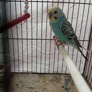 مرغ عشق سالم نروماده