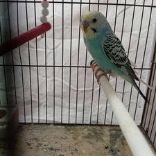 مرغ عشق سالم نروماده