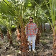 پالم قد3متری تنه قطور‌