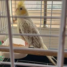 عروس نرو رام سخنگوو ماده تخم گذار