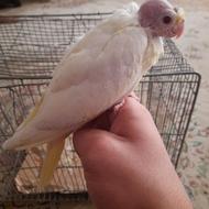 جوجه عروس هلندی