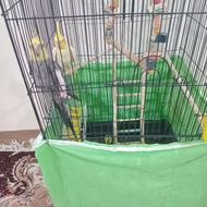 جفت عروس هلندی با قفس تجهیزات ماده دستی