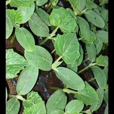 بذرخیارویکتوراماده نشا