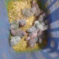 طوطی گرینچیک